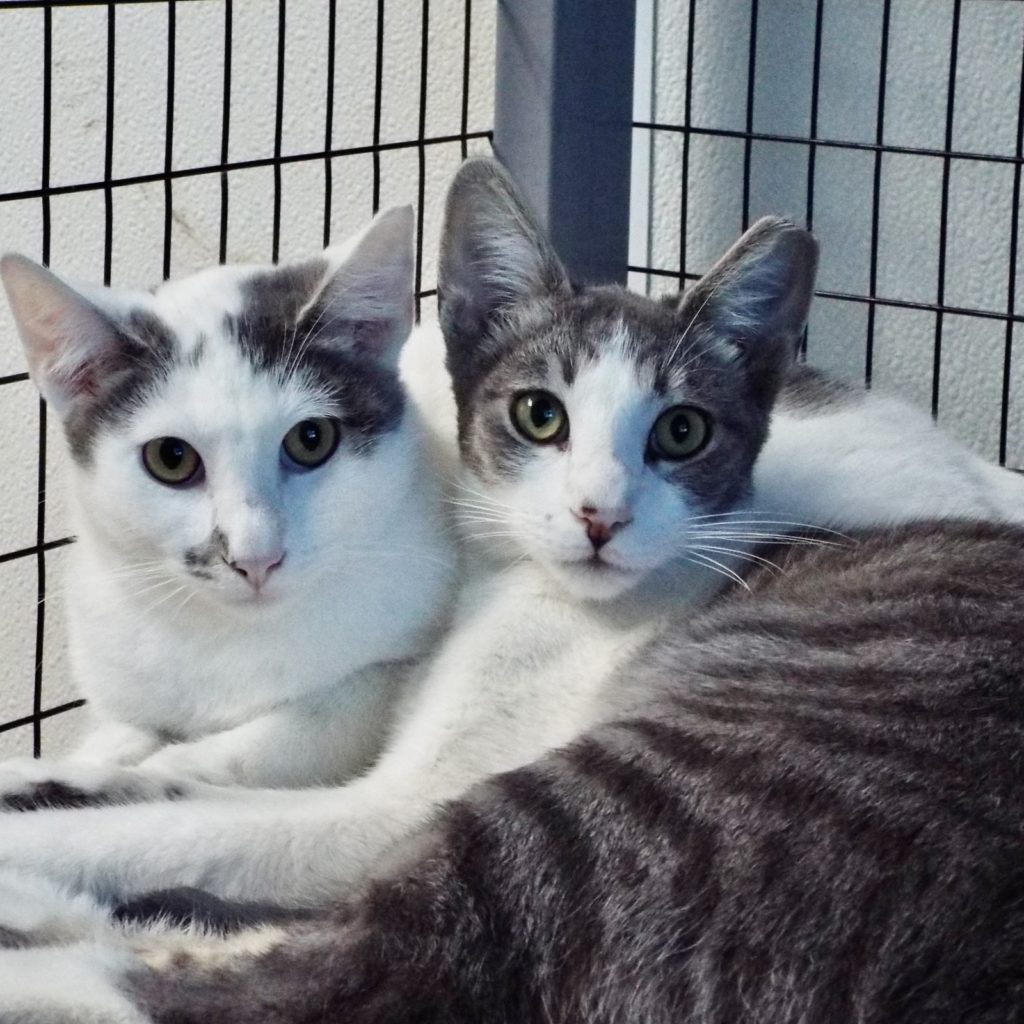 Kildare The Animal League Of Green Valley