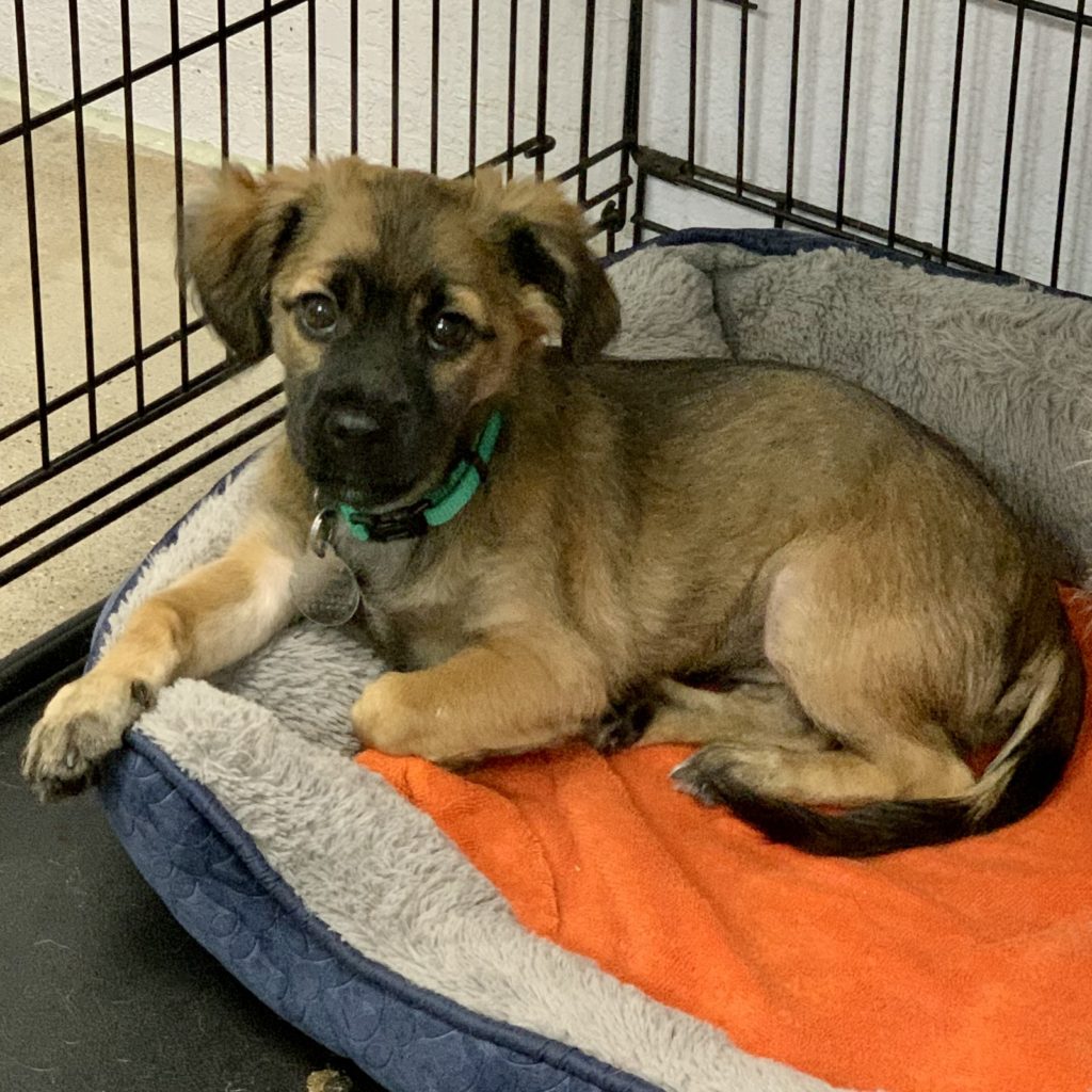 Sassy The Animal League Of Green Valley