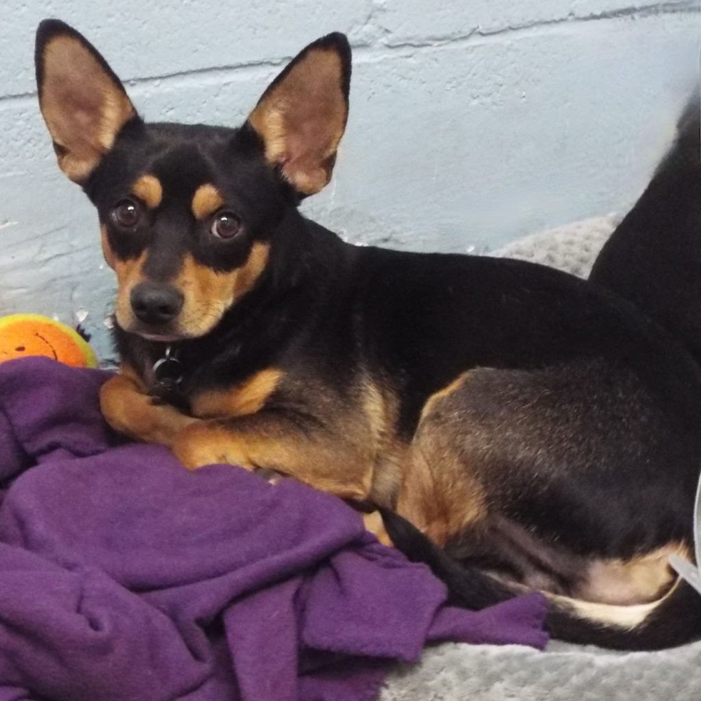 Peter Pan The Animal League Of Green Valley