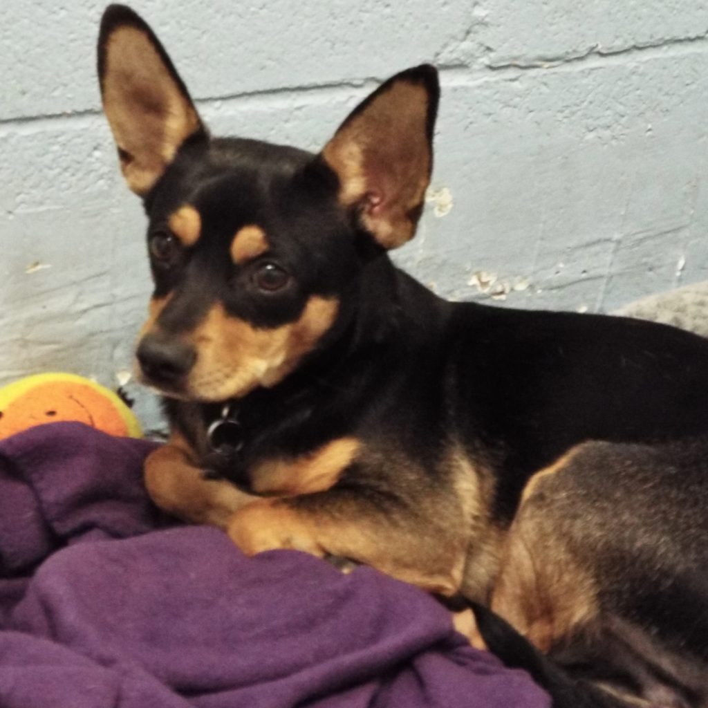 Peter Pan The Animal League Of Green Valley