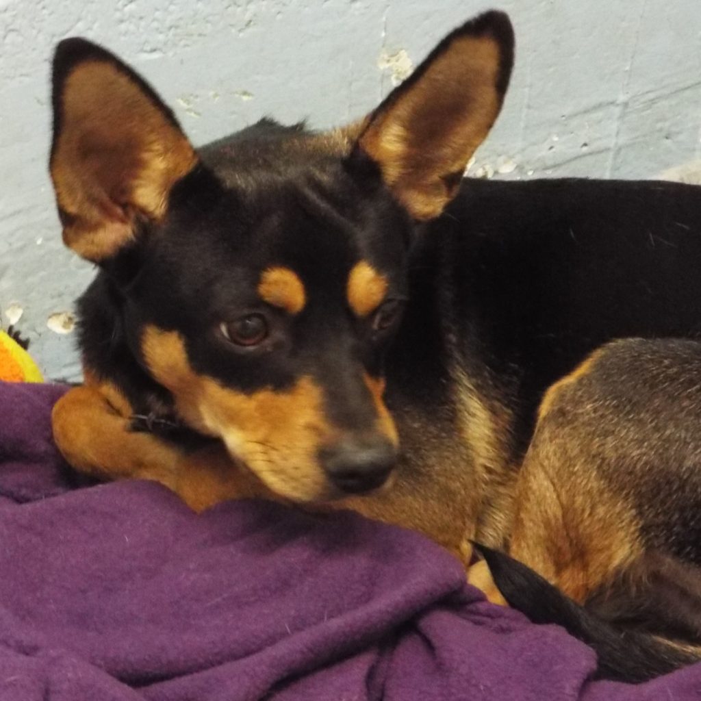 Peter Pan The Animal League Of Green Valley