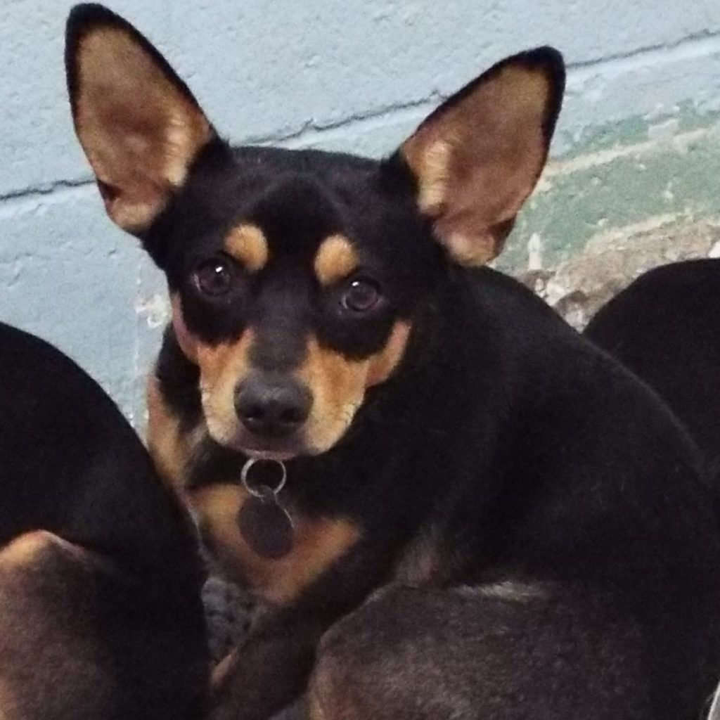 Peter Pan The Animal League Of Green Valley