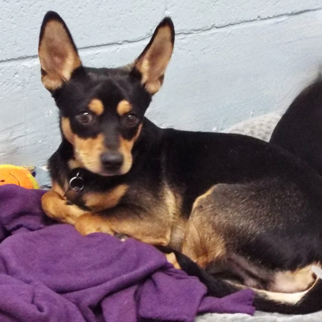 Peter Pan The Animal League Of Green Valley