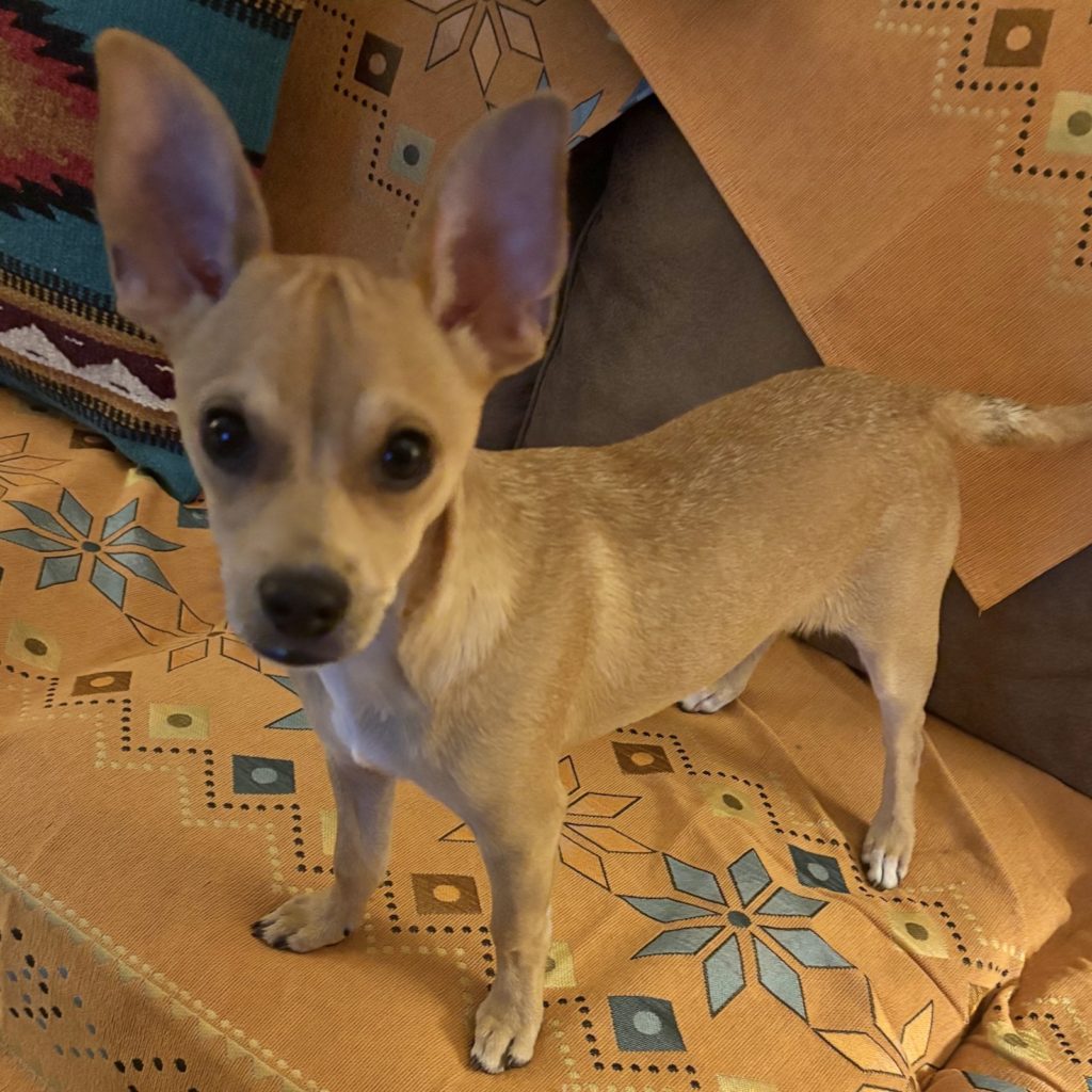 Pippin The Animal League Of Green Valley