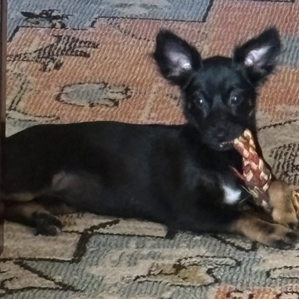 Shasha The Animal League Of Green Valley