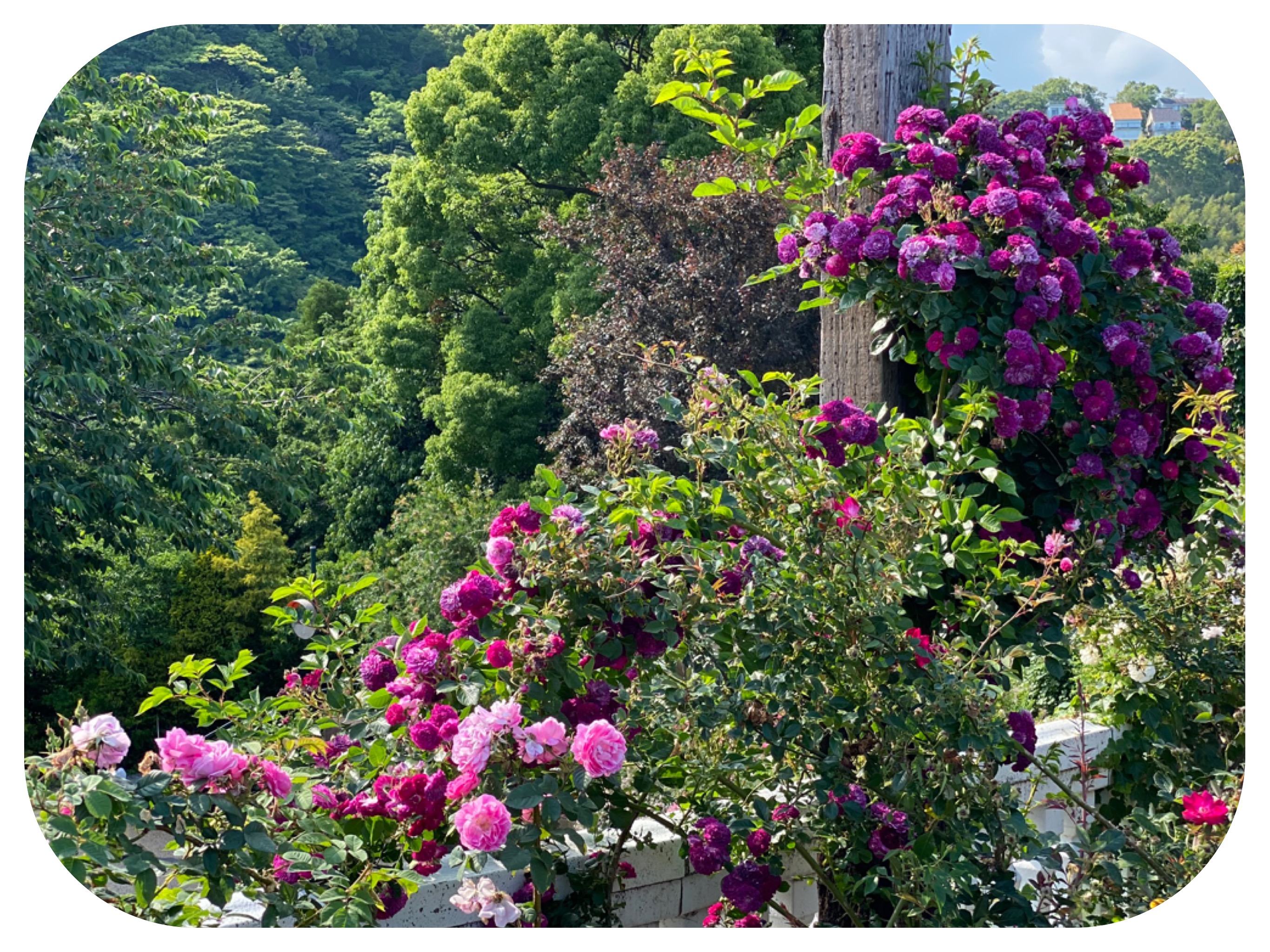 The Amazing Akao Herb And Rose Garden In Atami, Japan And Are We Nearly