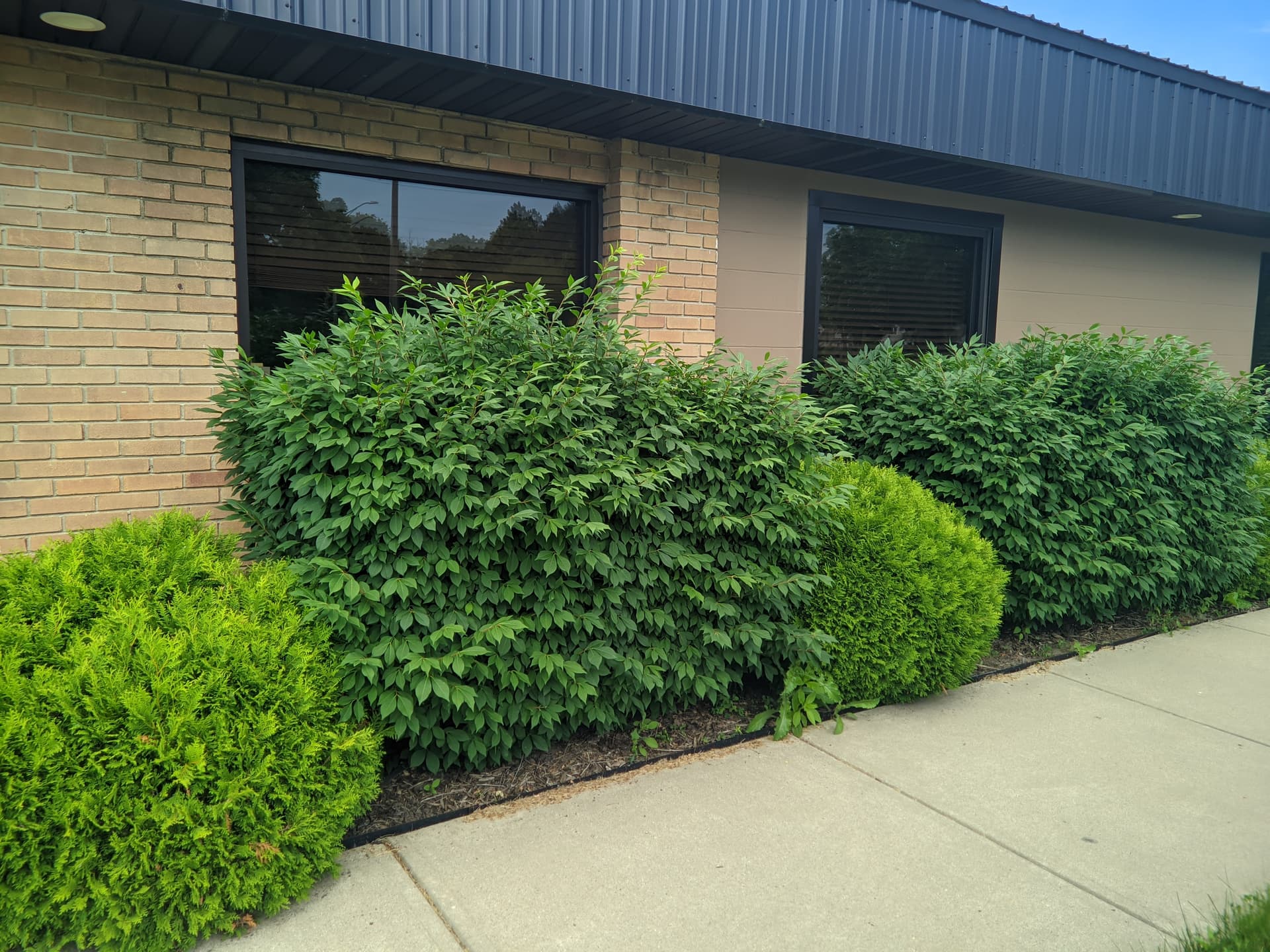 Trimming Bushes Volunteer Tasks Lansing Makers Network