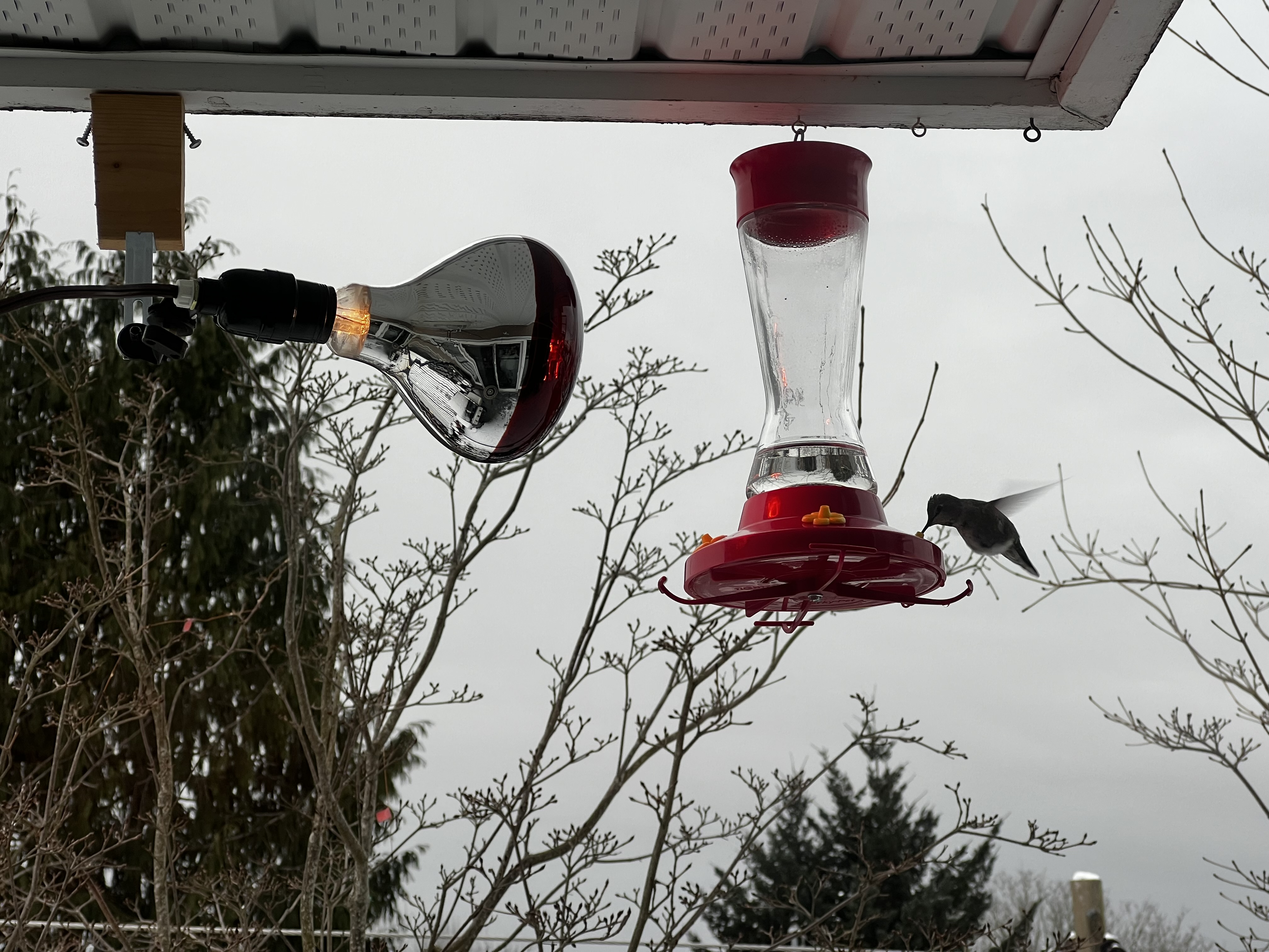 DIY Hummingbird Feeder Heater for Vancouver Anna's Hummingbirds