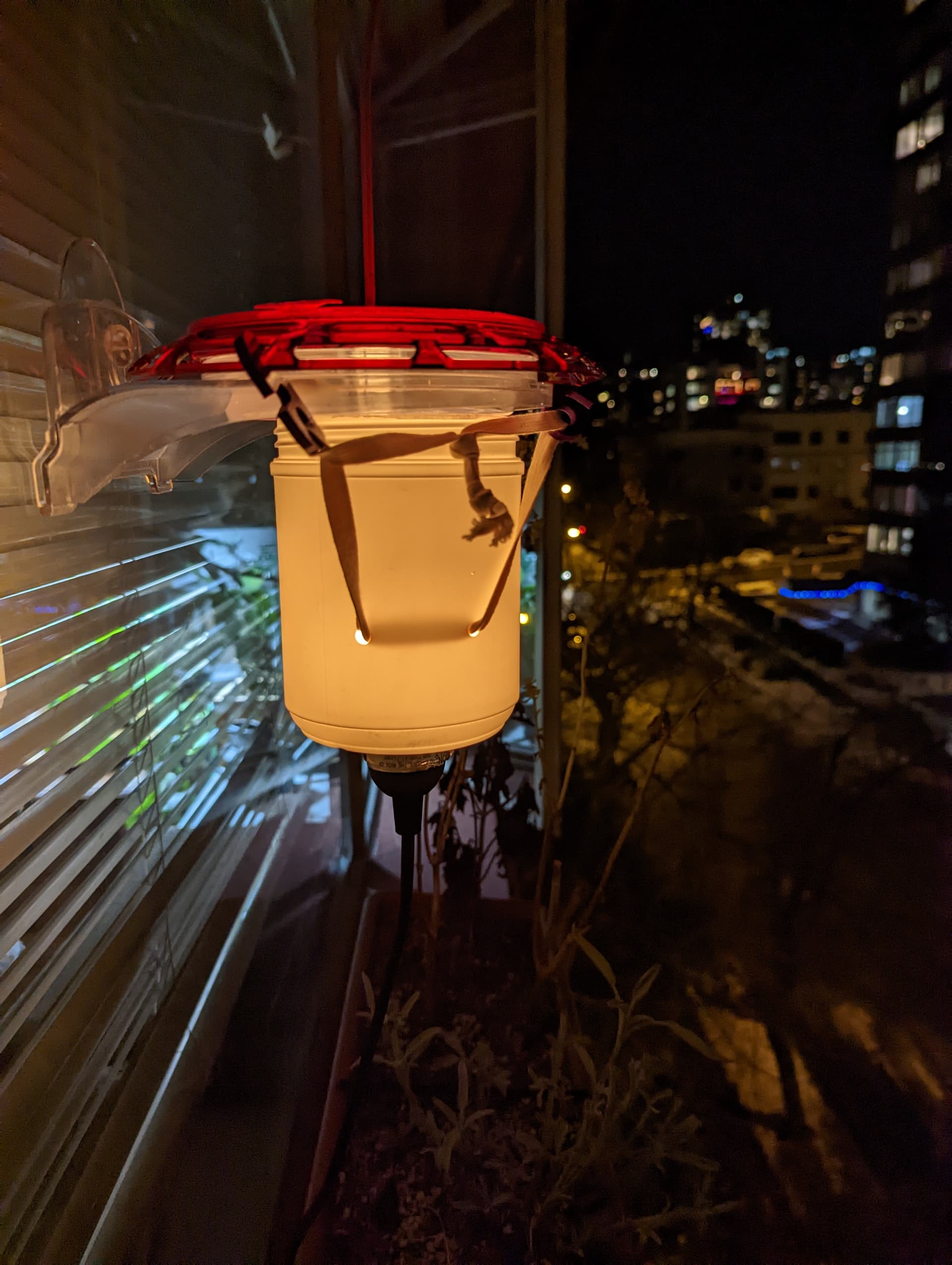 DIY Hummingbird Feeder Heater for Vancouver Anna's Hummingbirds