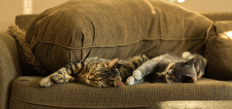 How Often Should You Change Cat Litter? The Daily Cat