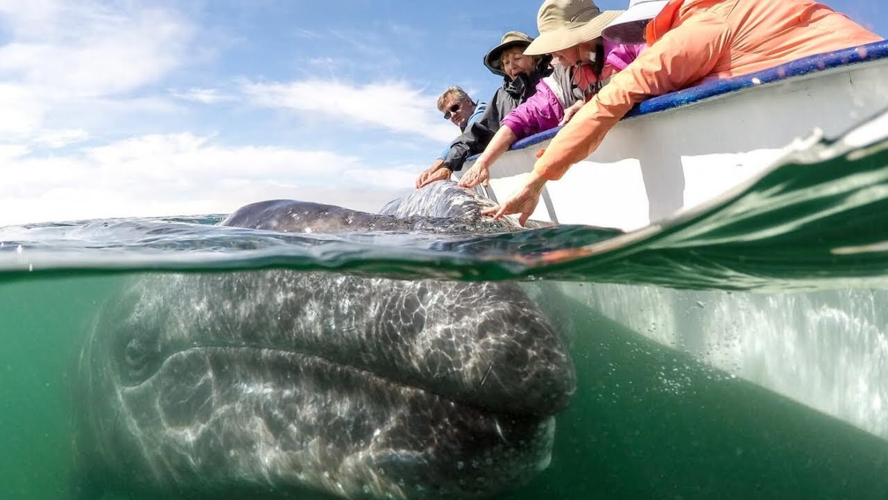 Whale watching at San Ignacio Lagoon