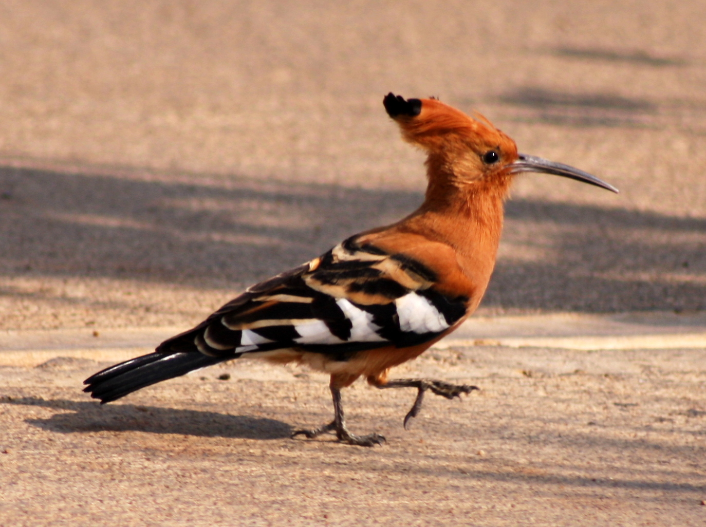 African Hoopoe