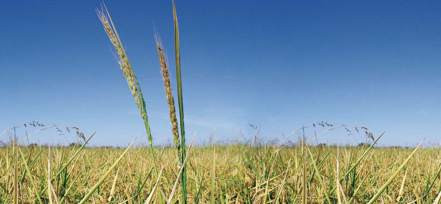 Warmer winter can cause problems for rice farmers with red rice, weedy