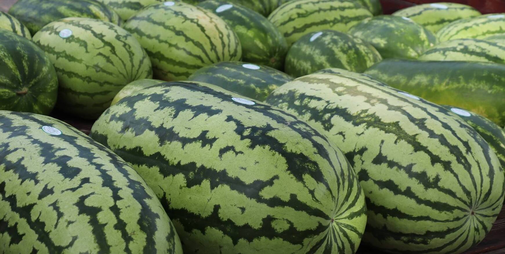 Cave City watermelon festival kicks off 42nd year Talk Business