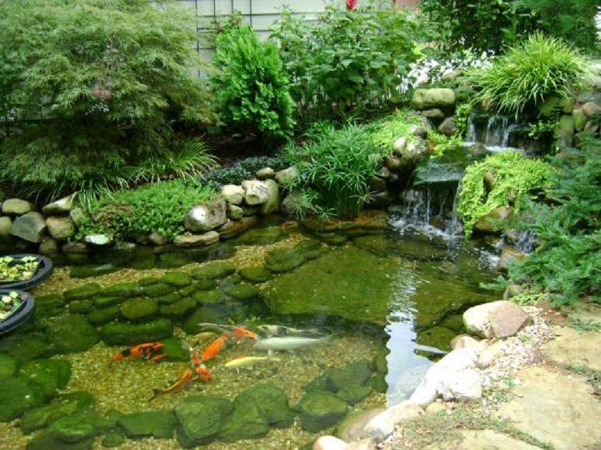 Fish Pond Maintenance Tips