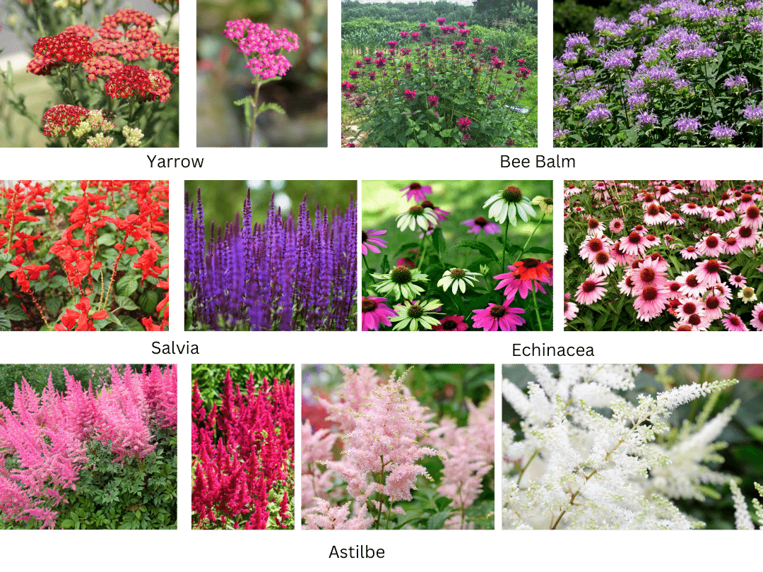 Jupiter's Beard Is It the Right Plant for Your Garden? Talk Flowers