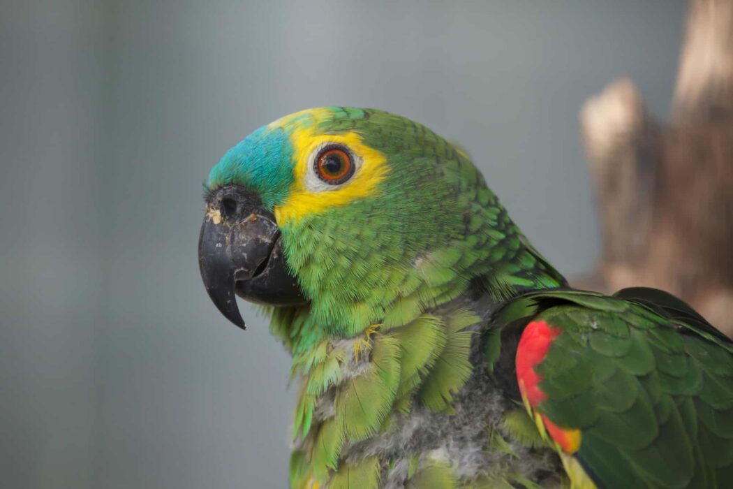 What Talking Parrots Are the Cheapest? Talkie Parrot