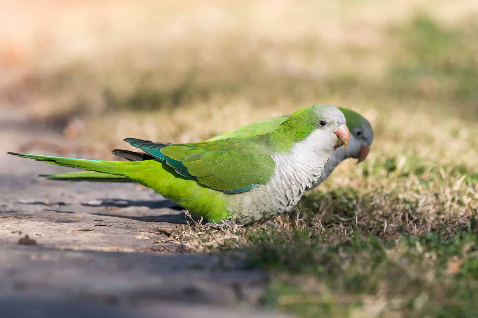 What Talking Parrots Are the Cheapest? Talkie Parrot