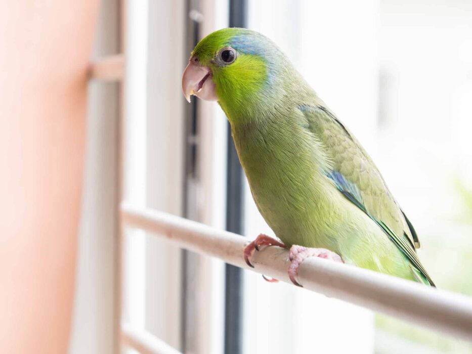 What Talking Parrots Are the Cheapest? Talkie Parrot