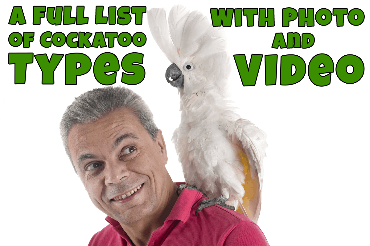 A Full List of Cockatoo Types (With Photo and Video) Talkie Parrot