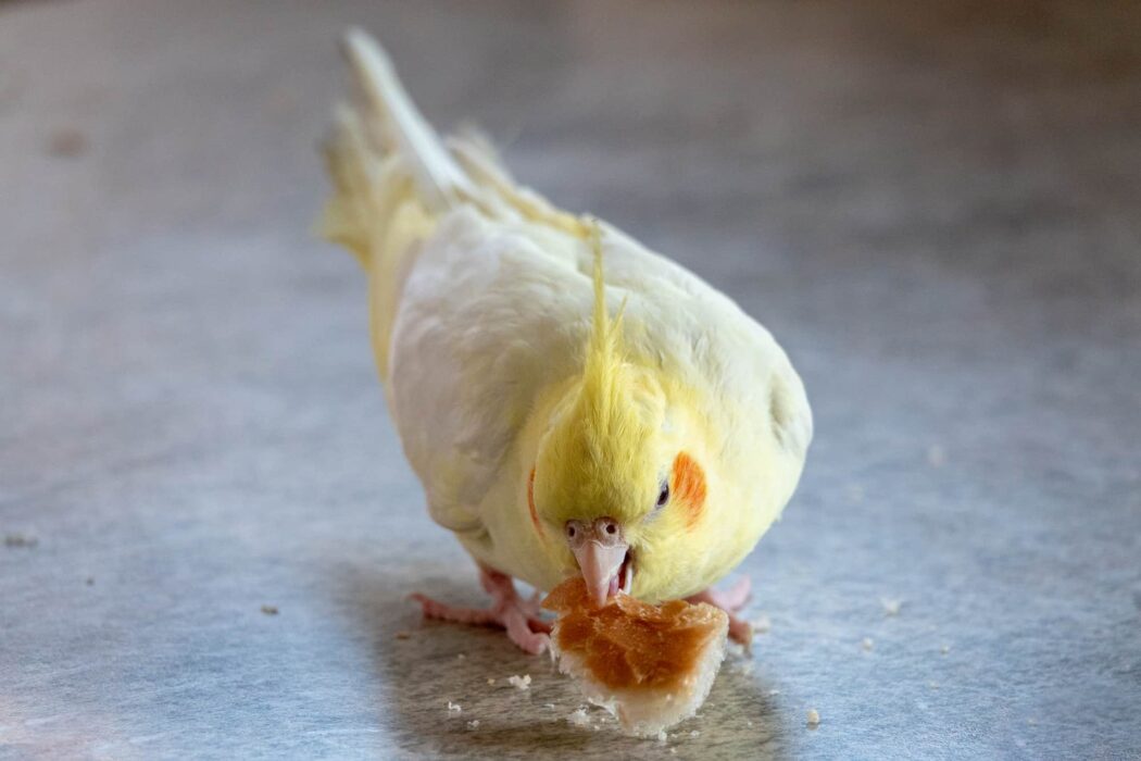 Can Parrots Eat Crackers? Debunking the Myths Talkie Parrot