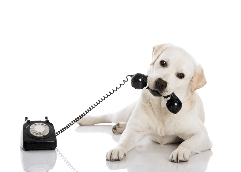 dogonphone