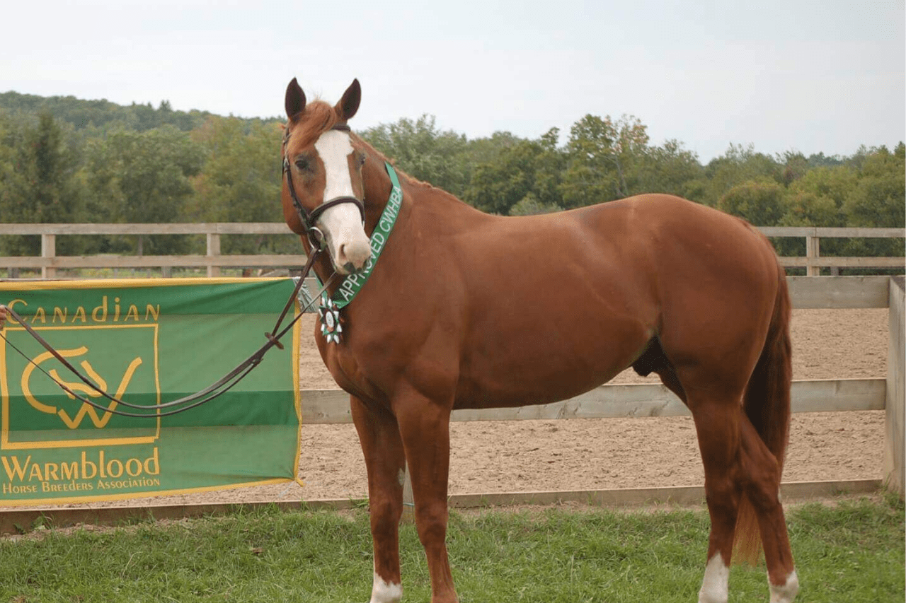 11 Tips To Develop A Perfect Topline For Your Horse Talking To Horses