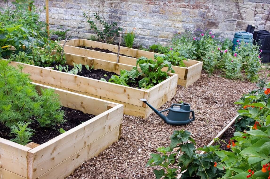 6 Essentials For Your Home Vegetable Garden