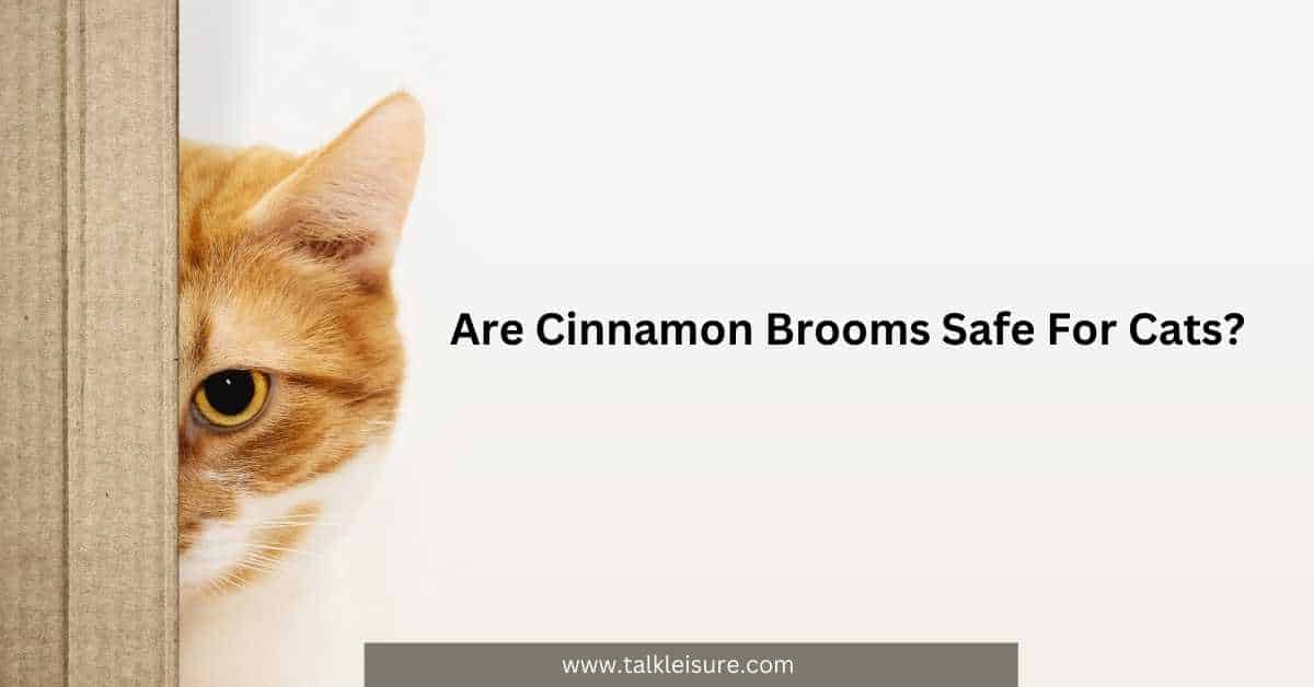 Are Cinnamon Brooms Safe for Cats? What Pet Owners Need to Know Talk
