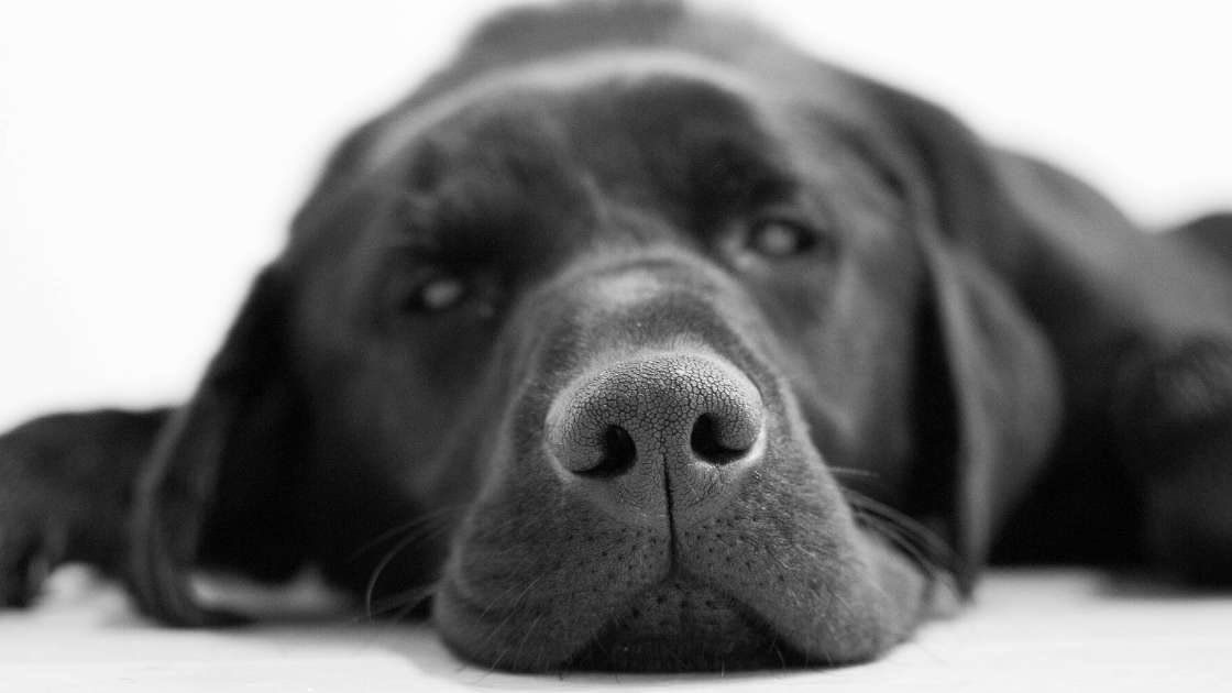 Labrador Retriever Breed Information Talk to Dogs