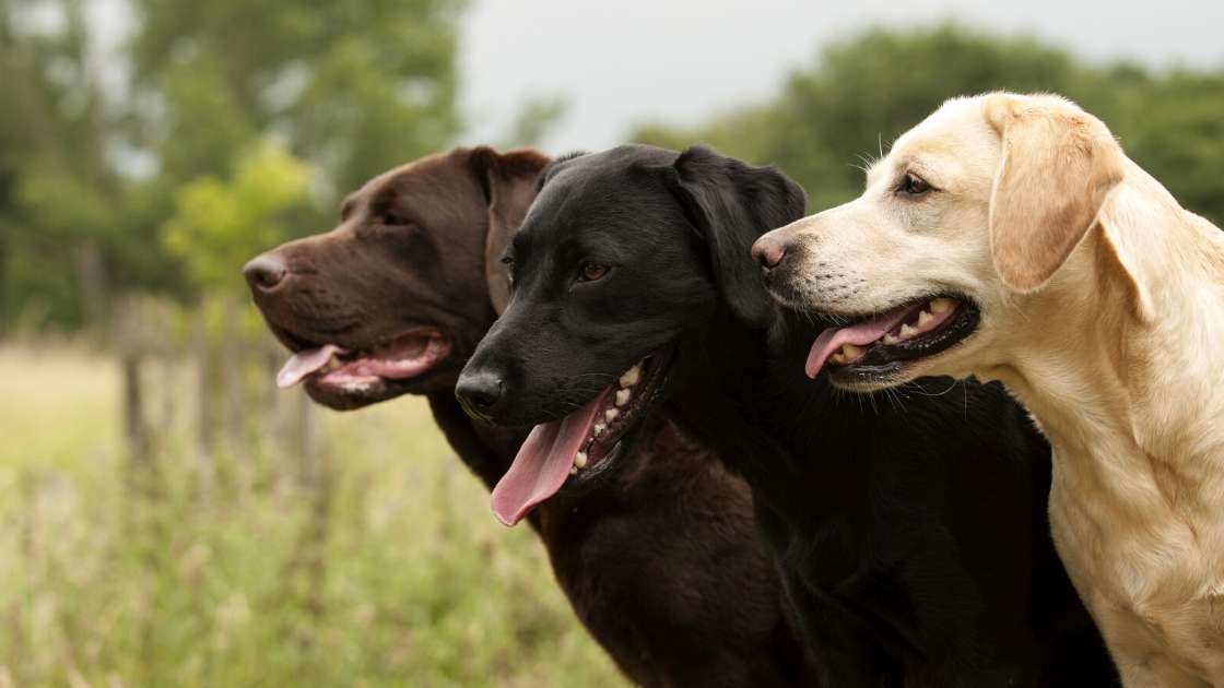 Labrador Retriever Breed Information Talk to Dogs