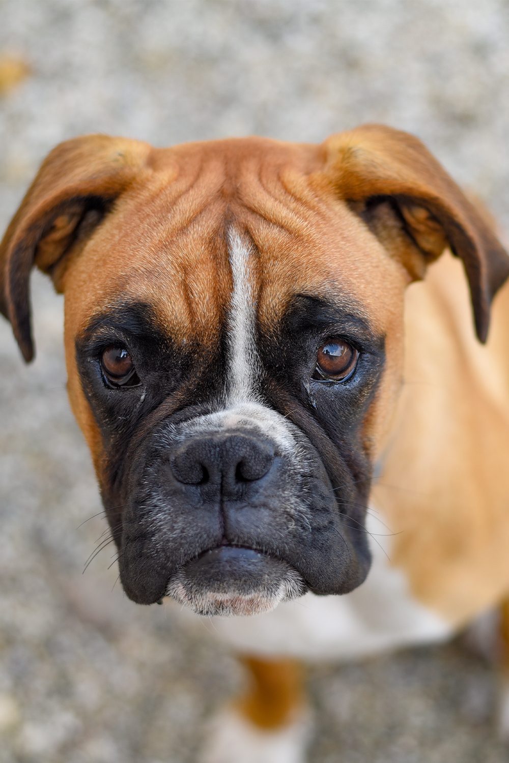 Boxer Puppies (25 Beautiful Boxer Babies) Talk to Dogs