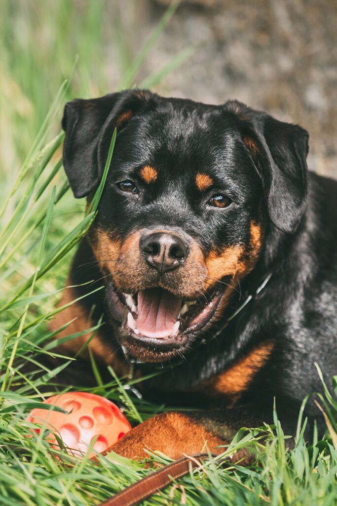 Rottweiler Breeders in New Jersey with Puppies for Sale PuppyHero