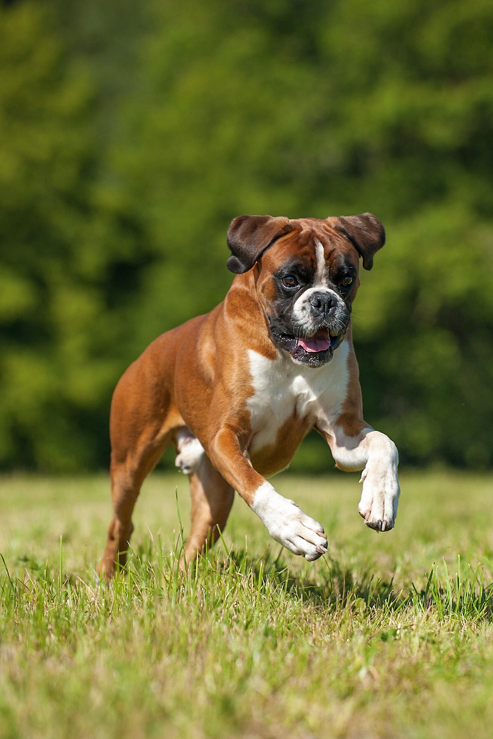 Beautiful Boxer Dogs (27 Amazing Pics) Talk to Dogs