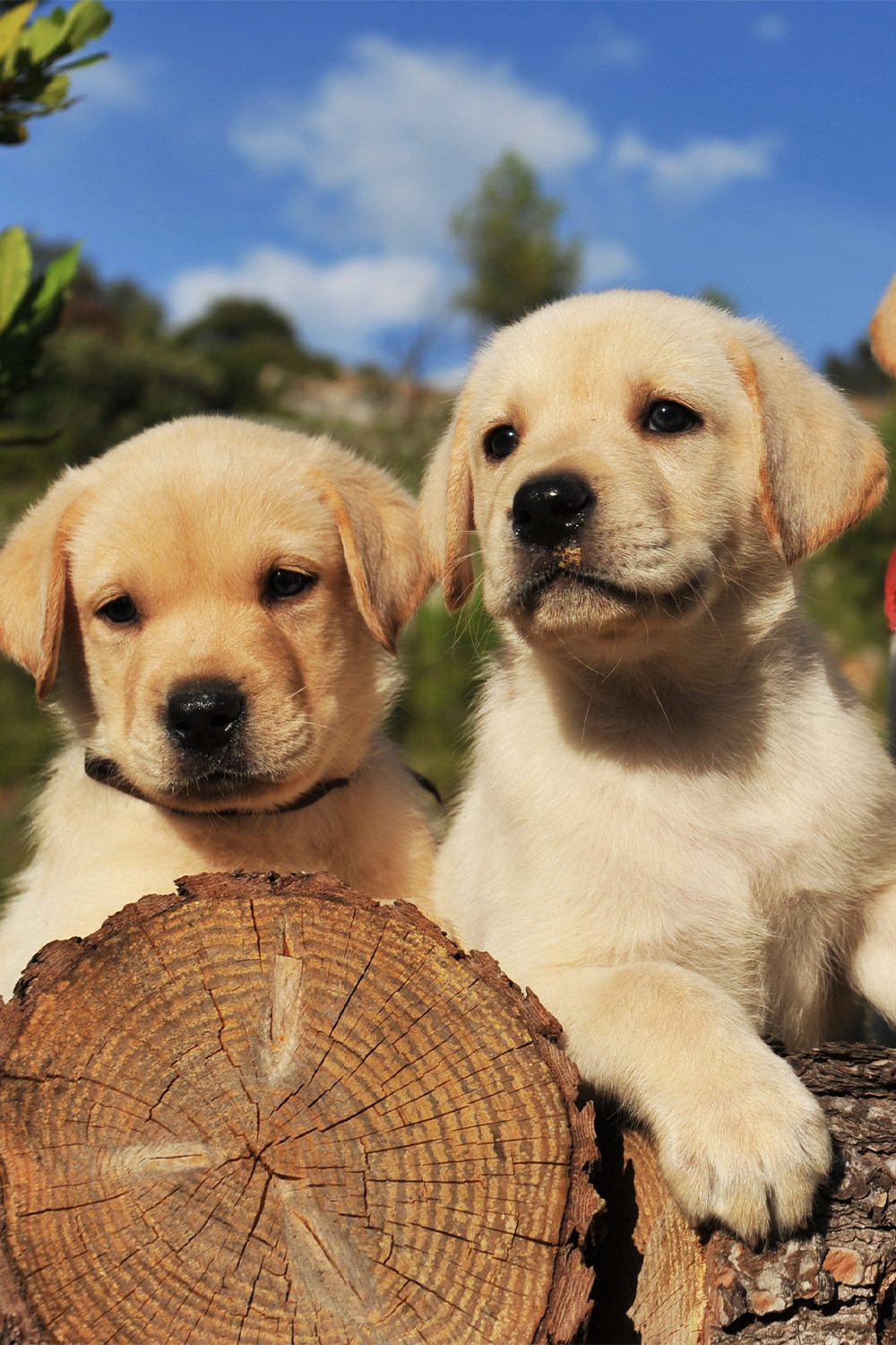 Labrador Retriever Puppies (25 cute and cuddly pups) Talk to Dogs