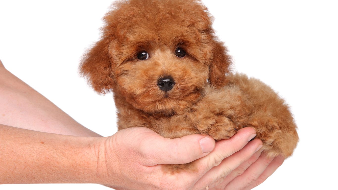 Poodle Puppies (20+ Perfect Pups) Talk to Dogs