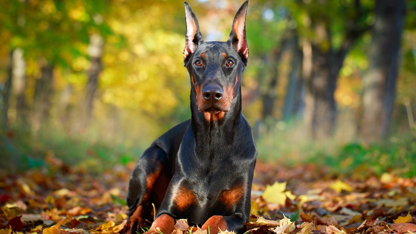 Doberman Pinschers (26 Loyal Dogs) Talk to Dogs