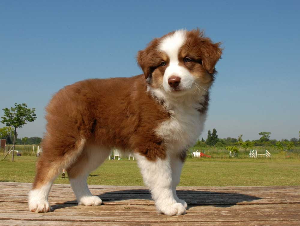 Australian Shepherd Tail Docking Should You Dock Your Dogs Tail