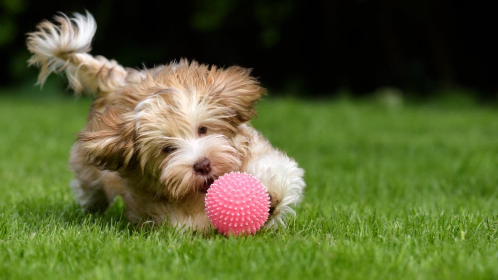 25 Happy Havanese Puppies Talk to Dogs