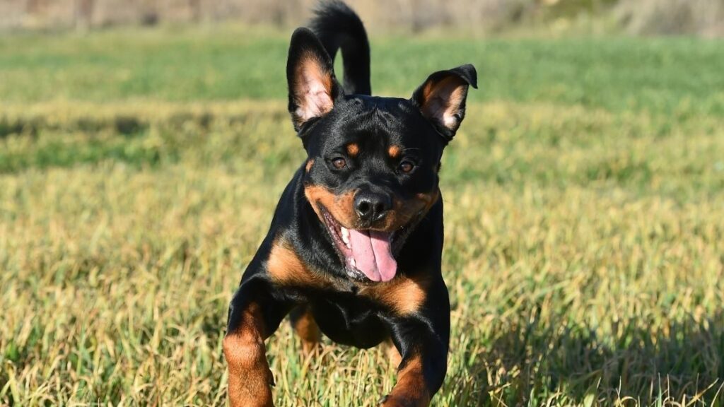 Are Rottweilers good for jogging? Talk to Dogs