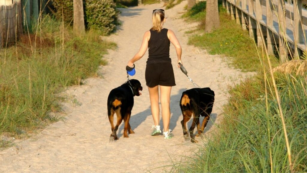 Can Rottweilers go on long walks? Here are a few tips. Talk to Dogs