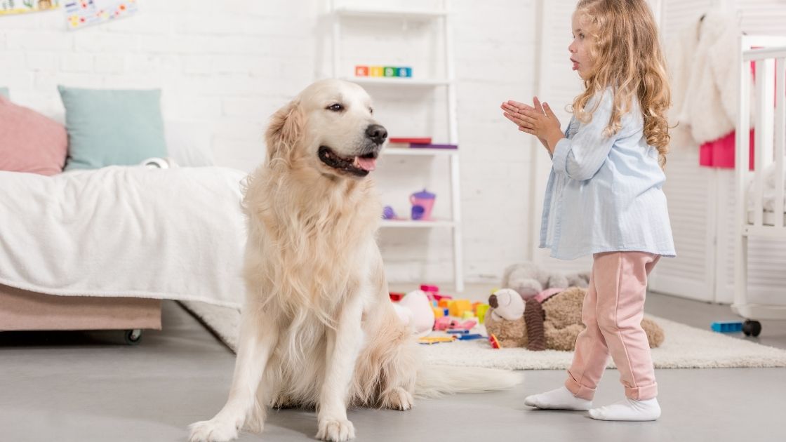 Are Golden Retrievers Protective? Talk to Dogs