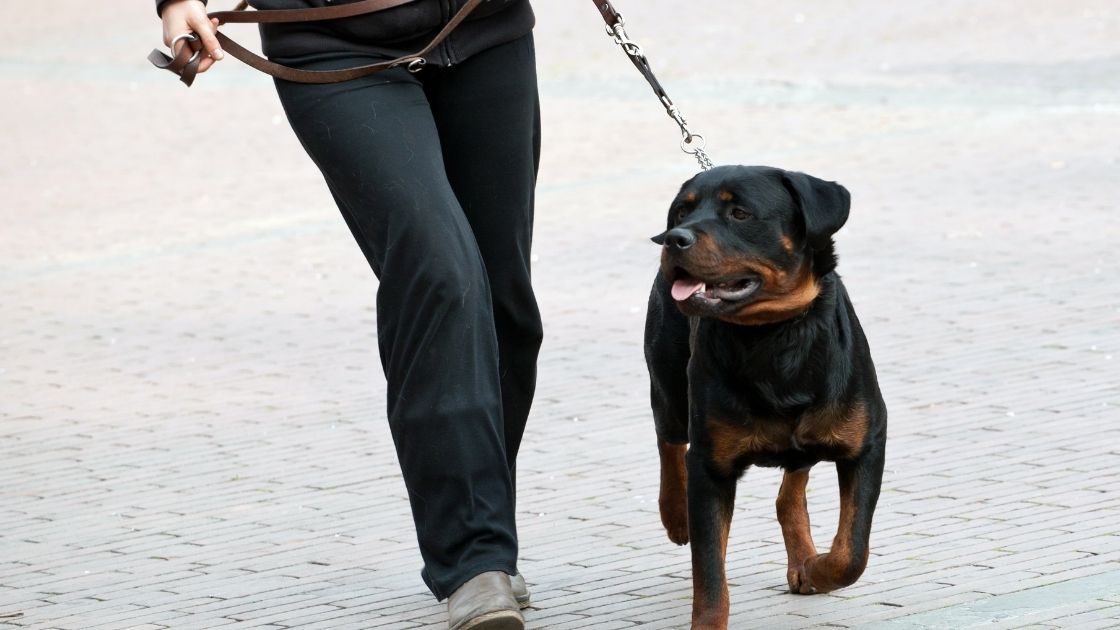 Can Rottweilers go on long walks? Here are a few tips. Talk to Dogs
