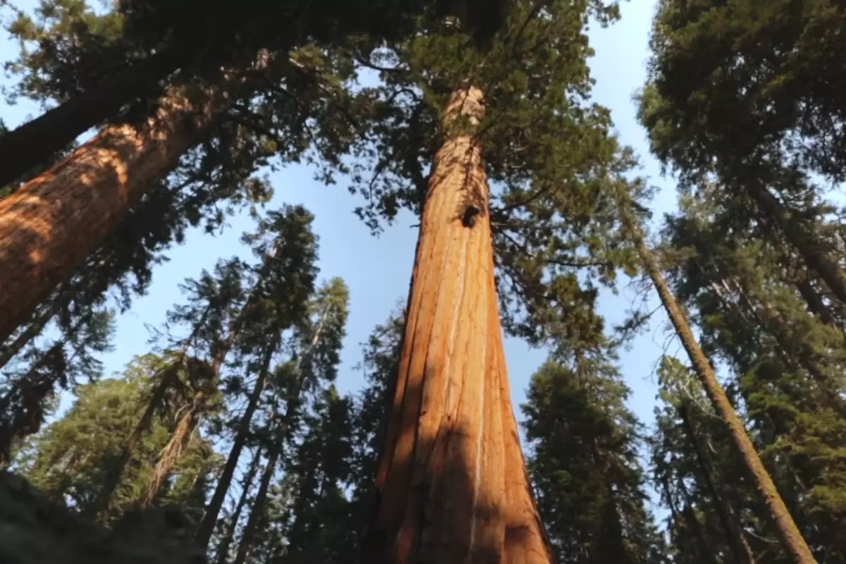 Explore The Top 10 Tallest Trees In The World 2024