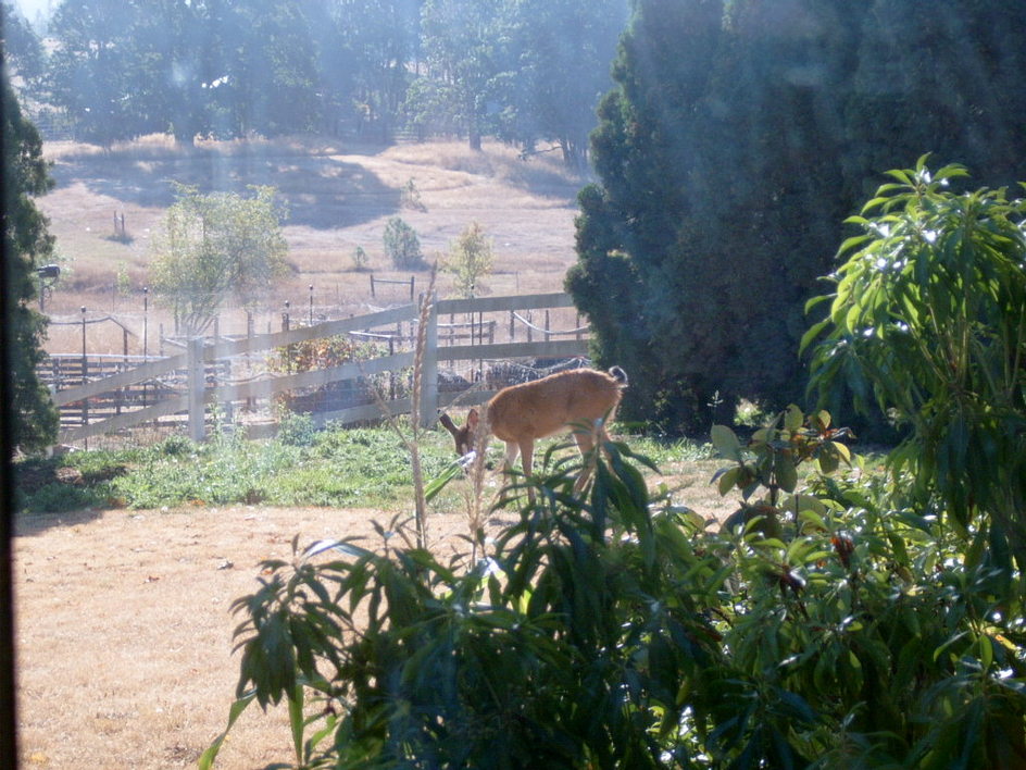 Dog Kennel In Eugene Oregon wupomi21