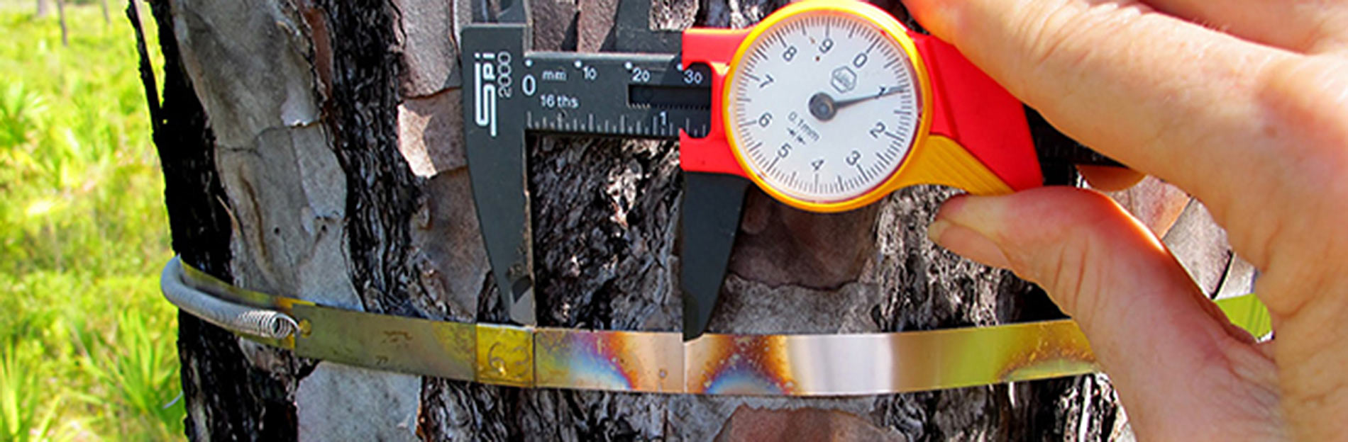 Stewards of Wildlife & Wildlands Tall Timbers Red Hills Region