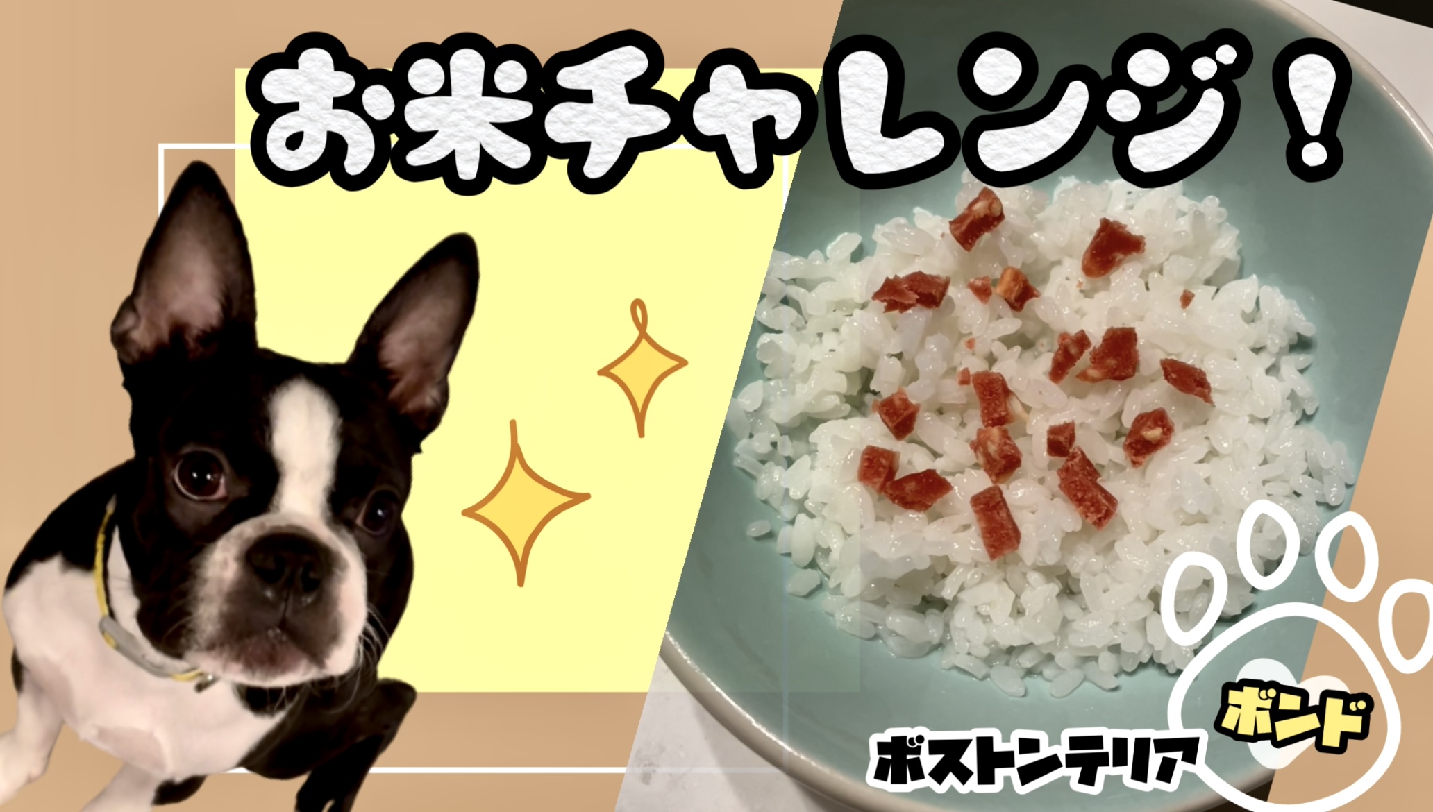 ボストンテリア子犬 初めてお米を食べるボンド Tamakemono Blog