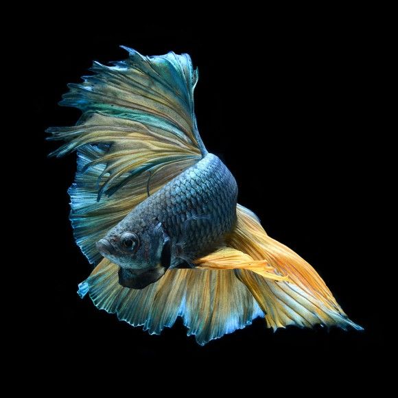 コップでも飼える？闘魚（ベタ）の特徴と飼育方法、水槽の立ち上げ方 たまろぐ