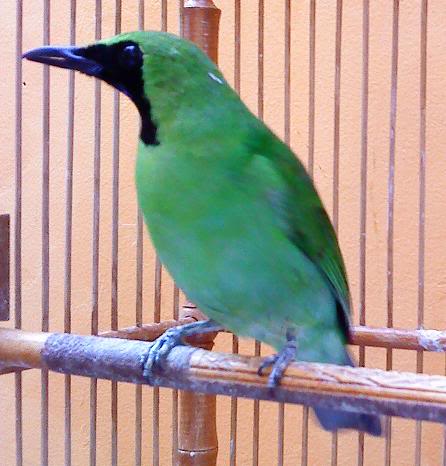 100 Gambar Burung Murai Daun Hd Gambar Pixabay