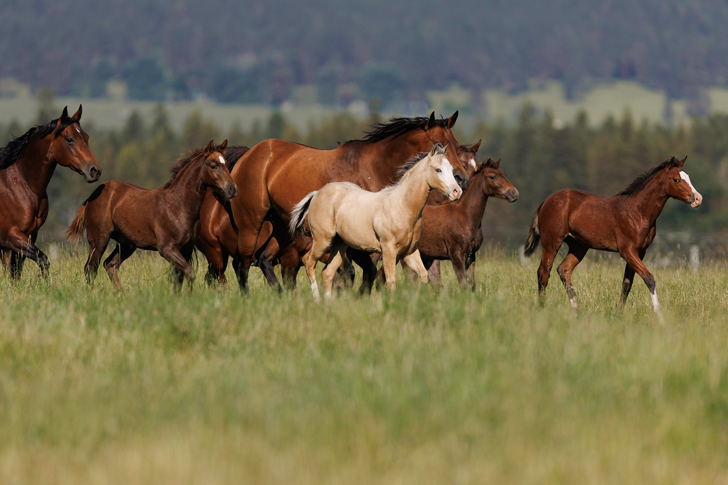 Top Reining Bred Horses Tamarack Ranch